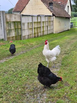 Biały kogut Australorp (gen recesywny) - 3