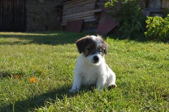 Jack Russell Terier  FCI s PP - 3