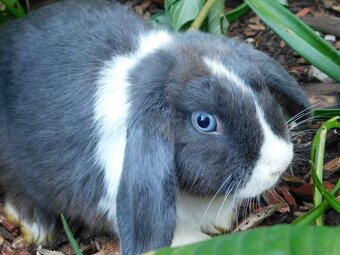 Niebieskie baranki mini lop - 3