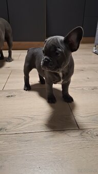 Buldog francuski szczeniaki - 3