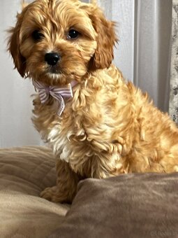 Cavapoo - cudowny, kochany piesek szuka domu ❤️ - 3