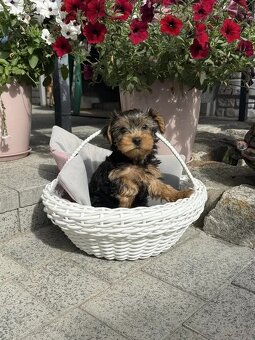 Niesamowity szczeniak rasy yorkshire terrier.
 - 3