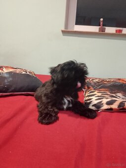 Sprzedam psy rasy Shih Tzu - 3