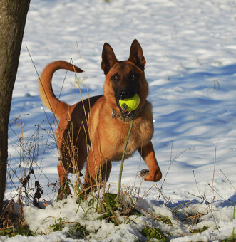 Owczarek belgijsi malinois - 3