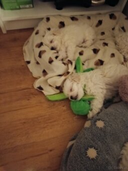 Maltańczyki szukają domków - 3