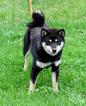 Shiba Inu, dziesięciomiesięczna suczka, czarna-podpalana - 3
