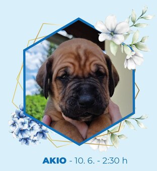 TOSA INU złote szczenięta z PP - 3