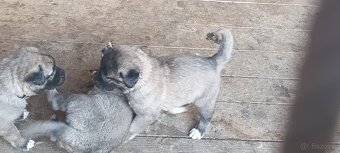 Tureckí kangal - 3