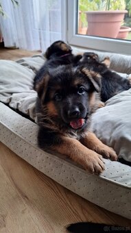 Owczarek niemiecki krótkowłosy szczeniak ZKwP/ FCI - suczka - 3