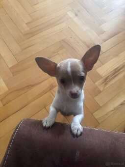 Sunią Chihuahua miniaturka - 3