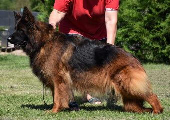 Owczarek niemiecki długowłosy ZKwP FCI - 3