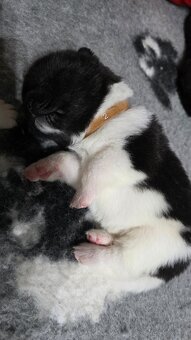 Akita amerykańska - 3