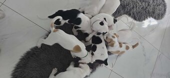 Szczeniaki amstaff - 3