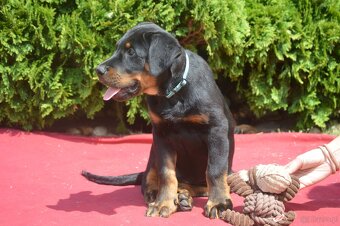 Szczenięta Beauceron (Berger de Beauce) - 3
