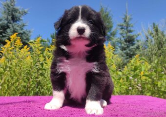 Piękna Rasowa suczka z pełną dok. - Szczeniak BORDER COLLIE - 3