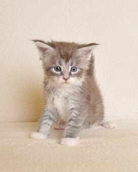 Śliczny kocurek Maine Coon - 3