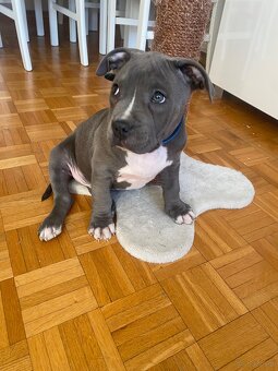 Piękny szczeniak amstaff gotowy do odbioru - 3