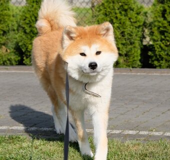Akita Inu akita japońska szczenięta - 3