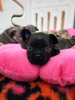 Buldogi francuskie - 3