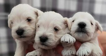 Sznaucer malý s PP - 3