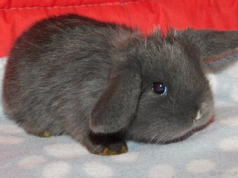 Cudne baranki niebieskie mini lop - 3