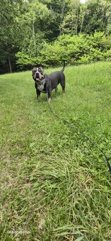 American bully xl - 3