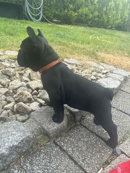 Buldog francuski - 3