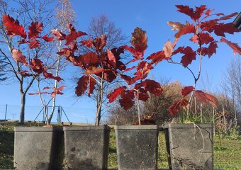 Sadzonki w doniczkach - dąb czerwony / Quercus rubra, hod. o - 3