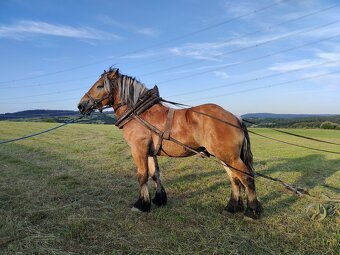 Ogier na sprzedaż - 3