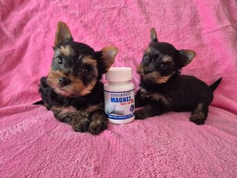 YorkShire Terier-szczenięta - 3