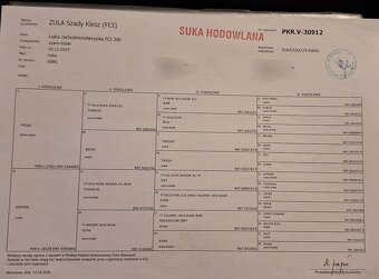 Szczeniaki Łajka zachodnio-syberyjska ZKwP FCI - 3