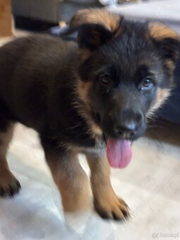 10 tygodniowe szczenięta gotowe na zmianę domu - 3