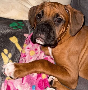 Bokser szczeniaki - 3