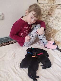 Beauceron štěňátka s PP - 3