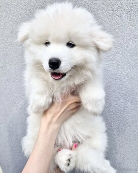 Samoyed suczka - gotowa do odbioru - 3