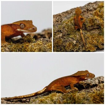 Gekony orzęsione (ciliatus) + akcesoria GeckoSVK - 3