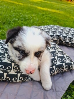 Border Collie czarno biała i Blue Merle - 3