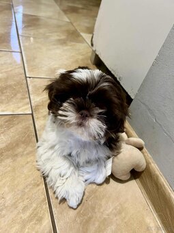 Pieski shihtzu - 3