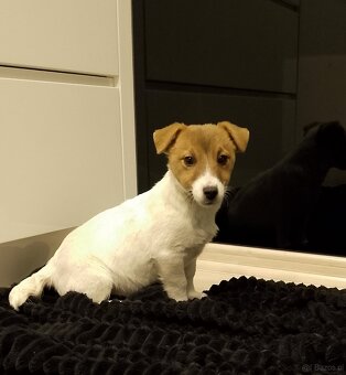 Jack Russell Terrier suczka - 3