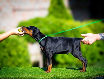 KUPIOWANE SZCZENIĘTA DOBERMANA Z RODOWODEM FCI - 3