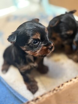 Yorkshire terrier - 3
