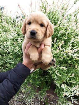 Szczenie golden retriever - 3