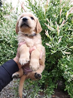 Szczenie golden retriever - 3