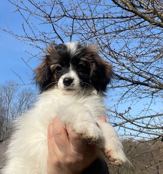 spaniel kontynentalny miniaturowy phalene (nie papillon) - 3