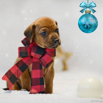 Rhodesian Ridgeback z rodowodem - 3