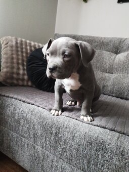 Amerykan buli xl - 3