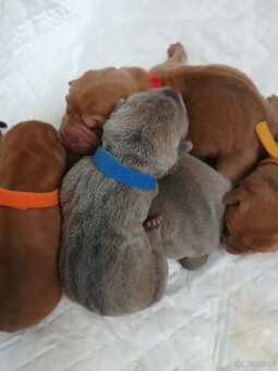 Sharpei, shar pei s PP - 3