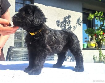 BRIARD - 3