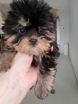 Yorkshire terrier - 3