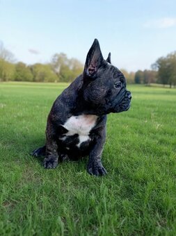 buldog francuski - 3